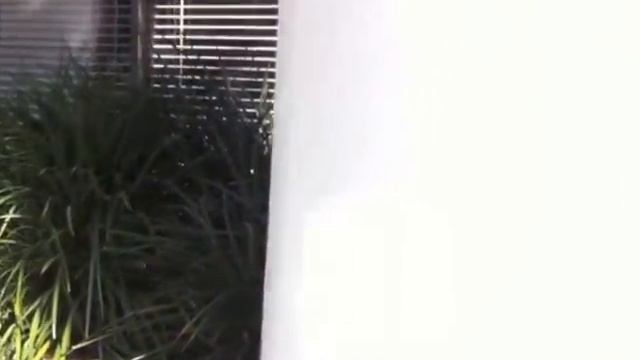 Liriope gigantea - Giant Lily-Turf смотреть онлайн