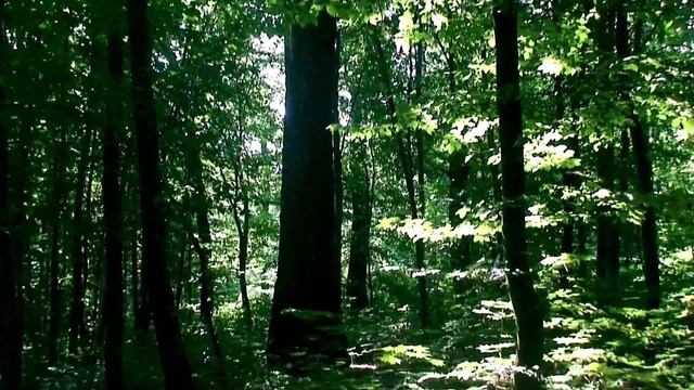 Лес и его обитатели) смотреть онлайн