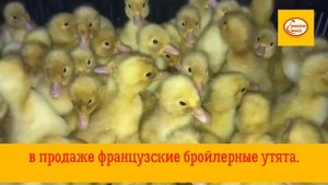 Суточные утята от Алейниковского инкубатора.mp4