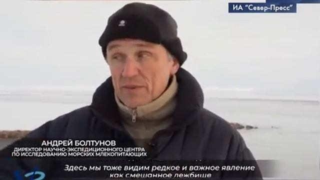 Моржи с арктической пропиской 6+ смотреть онлайн