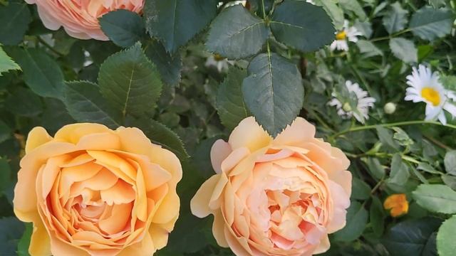 6 июля. Цветение роз?( розы Симбол , Акварель , Голден Селебрейшен,Летс Селебрейт и др.). смотреть онлайн