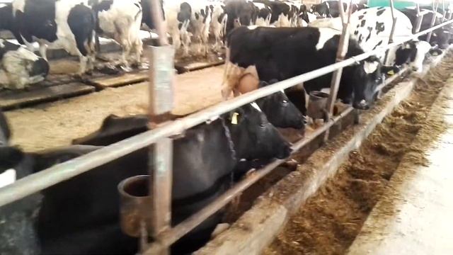 Привязное содержание коров смотреть онлайн