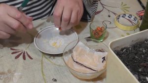 Замачиваем семена КОМНАТНОГО ПЕРЦА для проращивания