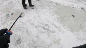 Платная рыбалка. Рыбхоз Гжелка. Форель со льда. 2022 год.