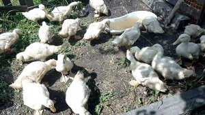 Утята месяц ,хорошие результаты.