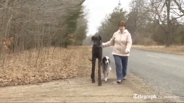 САМАЯ БОЛЬШАЯ СОБАКА!!!!!! смотреть онлайн