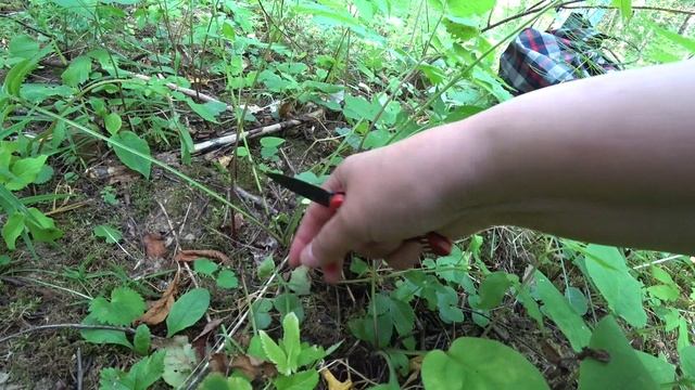 Поход в лес за грибами и за ягодами 21 июля 2023 смотреть онлайн