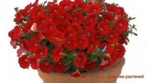 Петуния мультифлора Джоконда Ред (dzhokonda red) ? обзор: как сажать, семена петунии Джоконда Ред