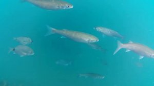 Ныряем  с  маской, Снорклинг,  Гагра, Абхазия