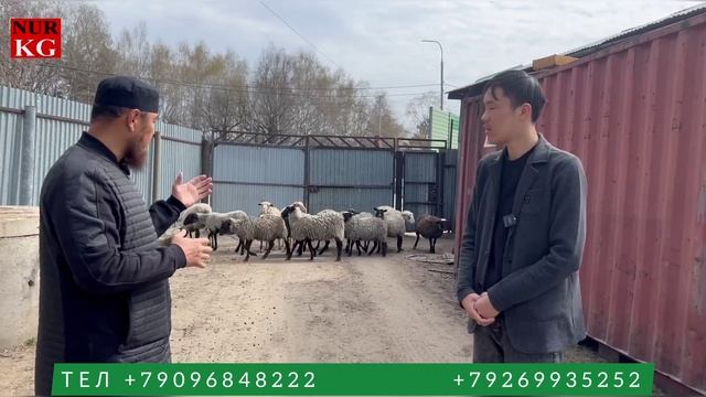 Москва Мал Кой Базар Ачылды Баалары кандай? Доставка дагы бар байкап көрүңүздөр смотреть онлайн