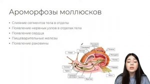 АРОМОРФОЗЫ ЖИВОТНЫХ НА ЕГЭ | БИОЛОГИЯ 10 КЛАСС | 99 БАЛЛОВ