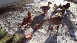 Гуси гуси га га га , Ева кормит гусей
