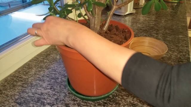 Денежное дерево. Привлекаем денежки