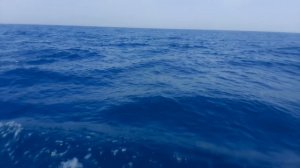 Море и дельфины