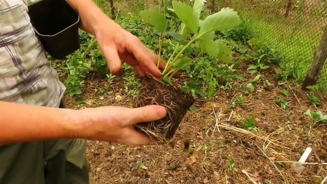 Мужской огород. Высаживаем землянику лесную. смотреть онлайн