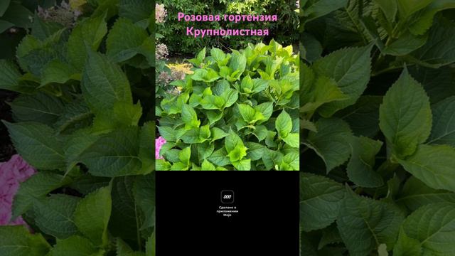 Гортензия крупнолистная. "Форевер энд Эвер", (Pink)/ Hydrangea macrophylla "Forever & Ever"???