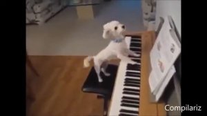 Прикольные животные, которые ведут себя, как люди  Funny animals