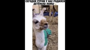 ПРИКОЛ - сегодня утром у нас родился детеныш ламы