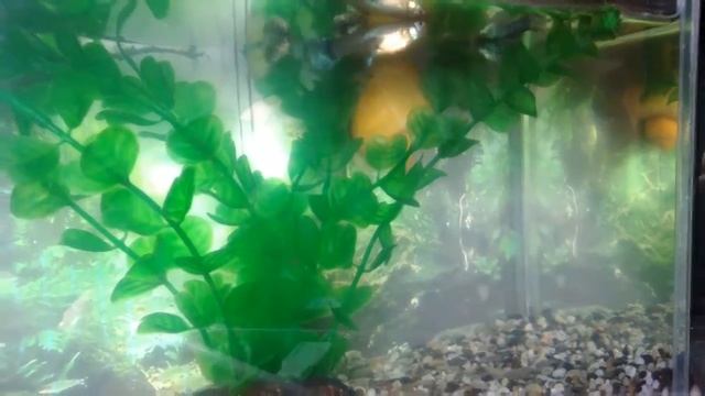 Рыбки гуппи в 5л аквариуме. Гуппи без компрессора смотреть онлайн