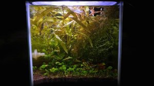 ГИГРОФИЛА ТИГР. СОДЕРЖАНИЕ И РАЗМНОЖЕНИЕ. Hygrophila sp. Tiger