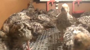 Перепелята Ленинградской породы