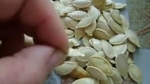 купил семена данка полька мои впечатления