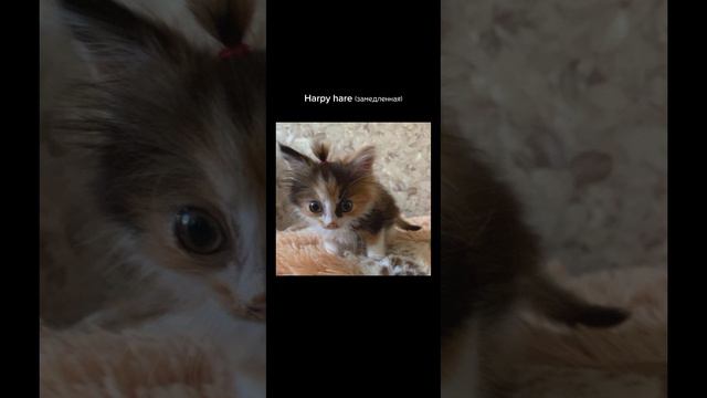 harpy hare(замедленная) смотреть онлайн