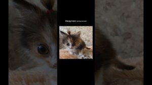 harpy hare(замедленная)