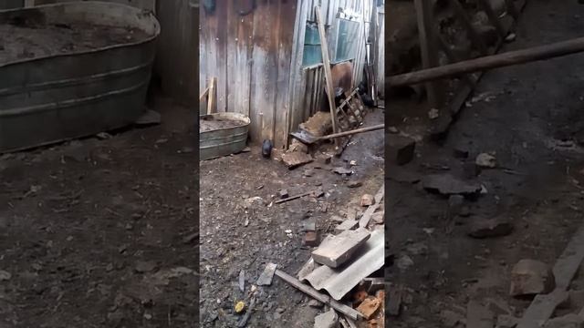 Маленькие чёрные поросята . смотреть онлайн