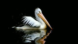 Животные Австралии