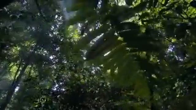 #Людмила Сенчина ! Белой акации гроздья душистые ! смотреть онлайн