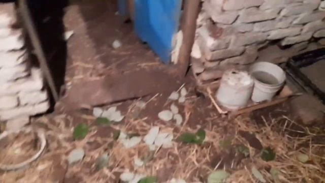 Индоутки откуда?/Обзор птицы/Яйценоскость кур /китайские шёлковые/квочка с цыплёнком смотреть онлайн