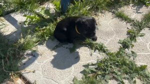 Бельгийский гриффон Hrustalnaya mechta One in a million