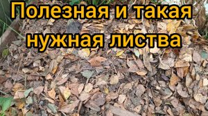 Полезная и нужная листва/Везде с Цвергом