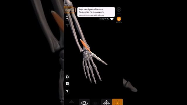 Мышцы предплечья. Мышцы разгисгибатели пальцев-короткий разгибатель большого пальца кисти-глуб.слой смотреть онлайн