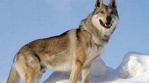 Породы собак| влчак