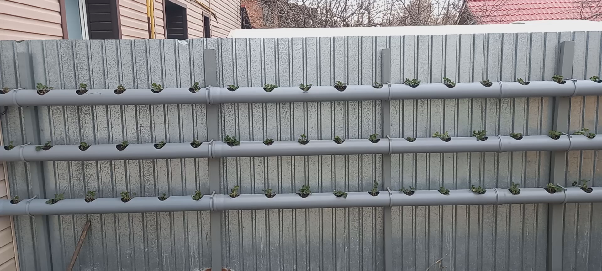 Клубника в трубах на заборе – как посадить и выращивать ???