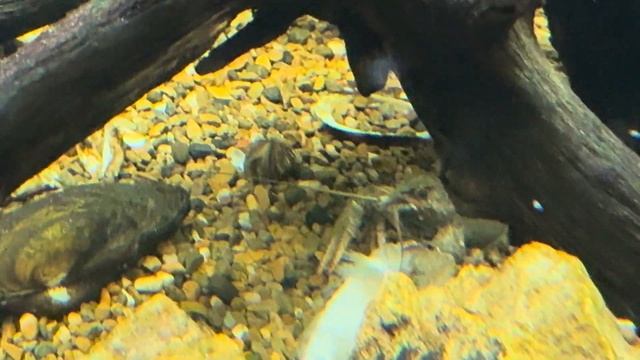 КАРАСЬ СЪЕЛ ВЕРХОПЛАВКУ смотреть онлайн