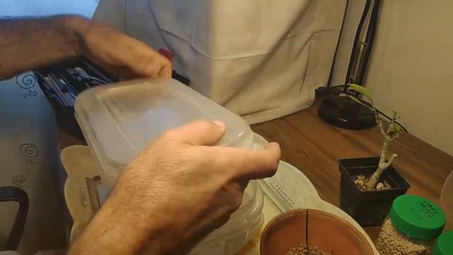 Como Trasplantar gardenia thumbergii смотреть онлайн