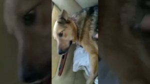 ЖУЛЯ собака-боец Открылся пролежень но мы лечимся и не сдаемся