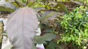 Oso Easy Lemon Zest Rose * Pinky Winky Hydrangea * Summerific Hibiscus * Sonic Bloom Pink Weigela