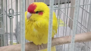 Parrots,marvel, ,Parrots, goldenзолотые чудесные попугаи