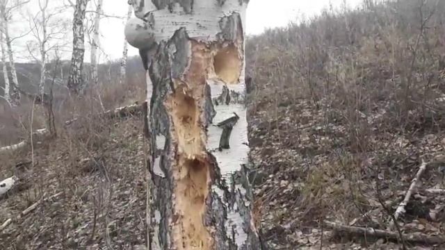 Земля где течёт не только молоко и мёд. смотреть онлайн