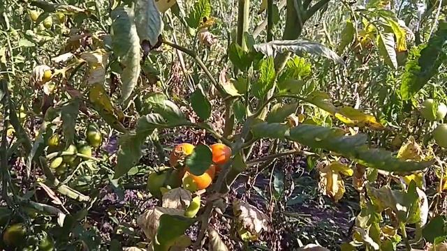 Томат Hellfrucht смотреть онлайн