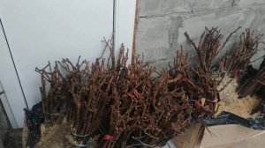 Хранение саженцев и черенков винограда зимой.
