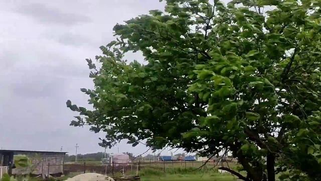 горячий тандырный лепешки ,шакаров. смотреть онлайн