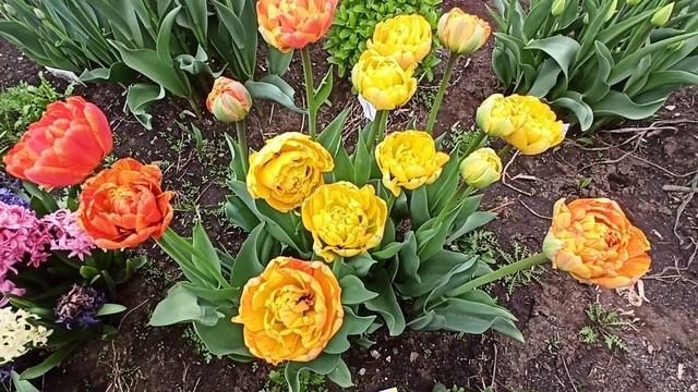 Махровые тюльпаны. Лучшие сорта из нашего каталога