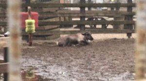 Семья оленей на Елагином острове в спб