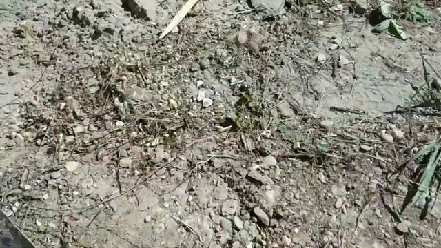 Осиное гнездо. Как справиться с осами. смотреть онлайн