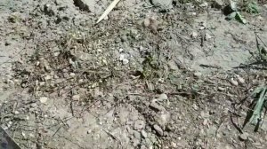 Осиное гнездо. Как справиться с осами.